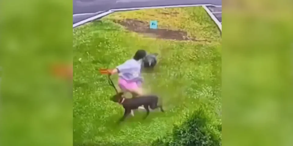 [Vidéo] Un chien joue les gros durs mais se montre moins courageux qu’une dinde