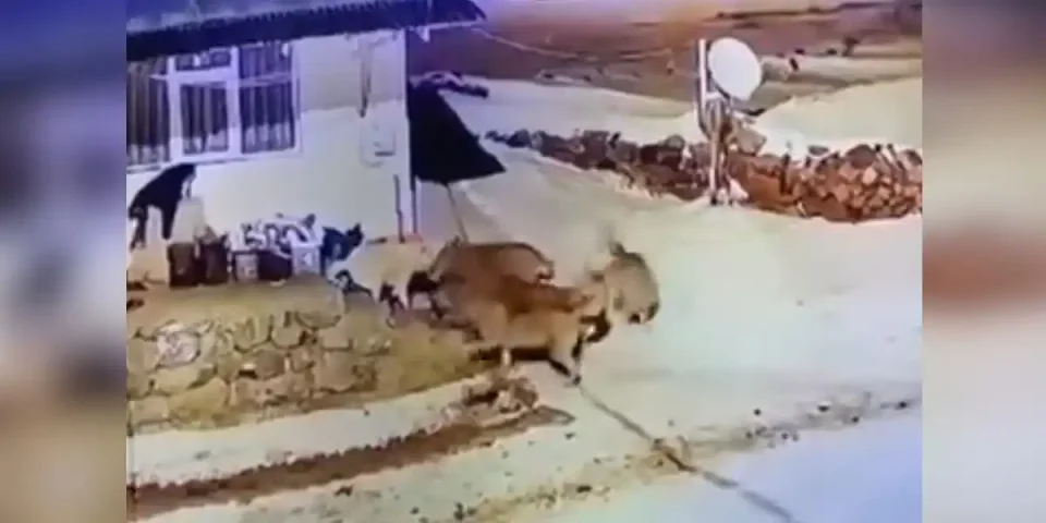 chien vs meute de loup