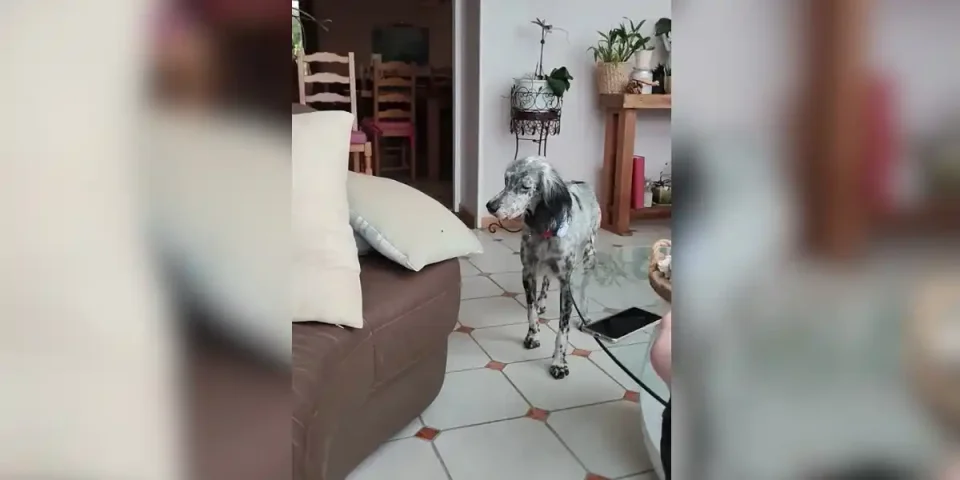 chien vs mouche