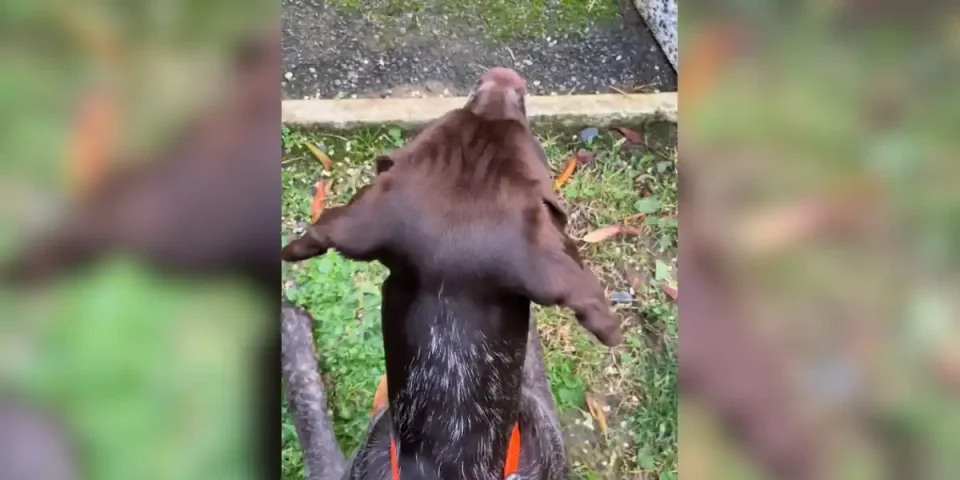 chien vs poules