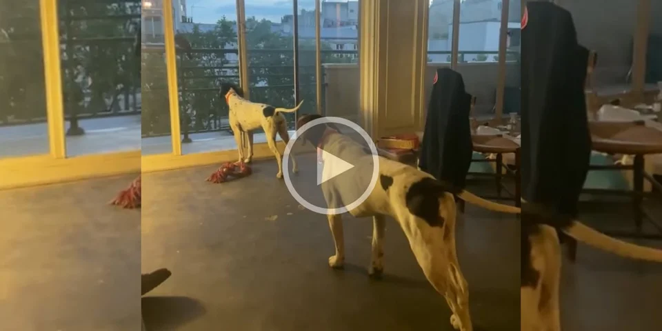 [Vidéo] Deux chiens à l’arrêt sur un pigeon dans un appartement