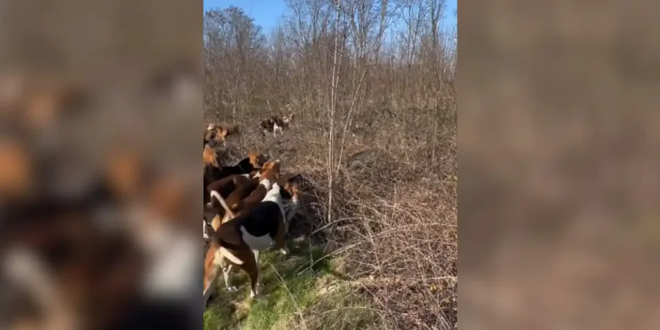 chiens au ferme