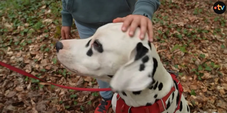 chiens tenus en laisse
