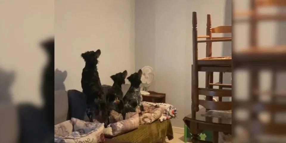 chiens vs papillon