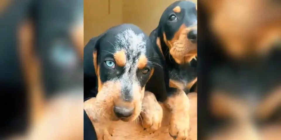 chiens yeux vairons