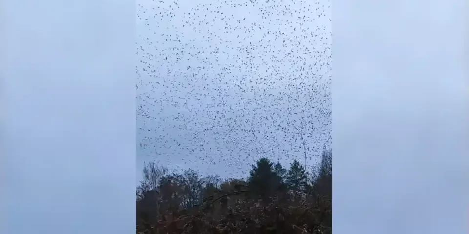 ciel noir de palombes en Dordogne