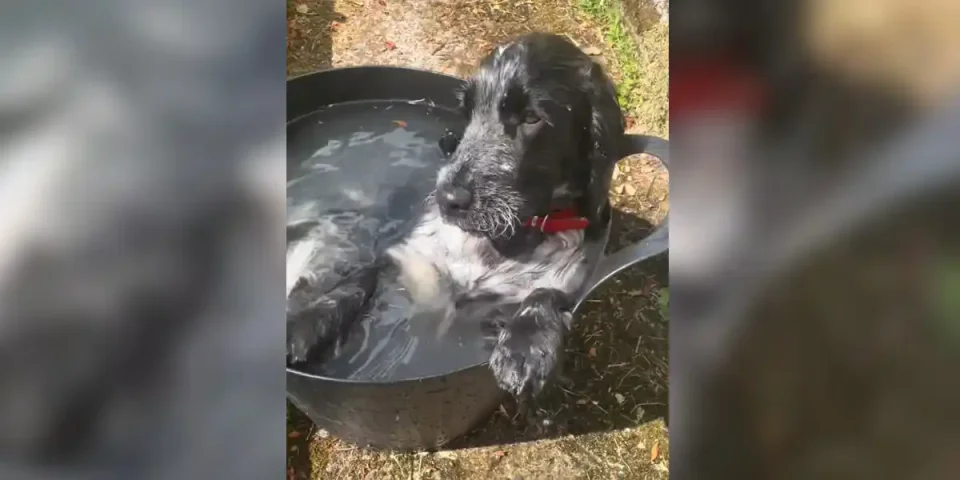 [Vidéo] Un cocker profite d’une bassine d’eau fraîche pendant la canicule