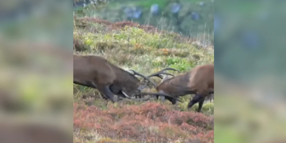 combat de cerfs