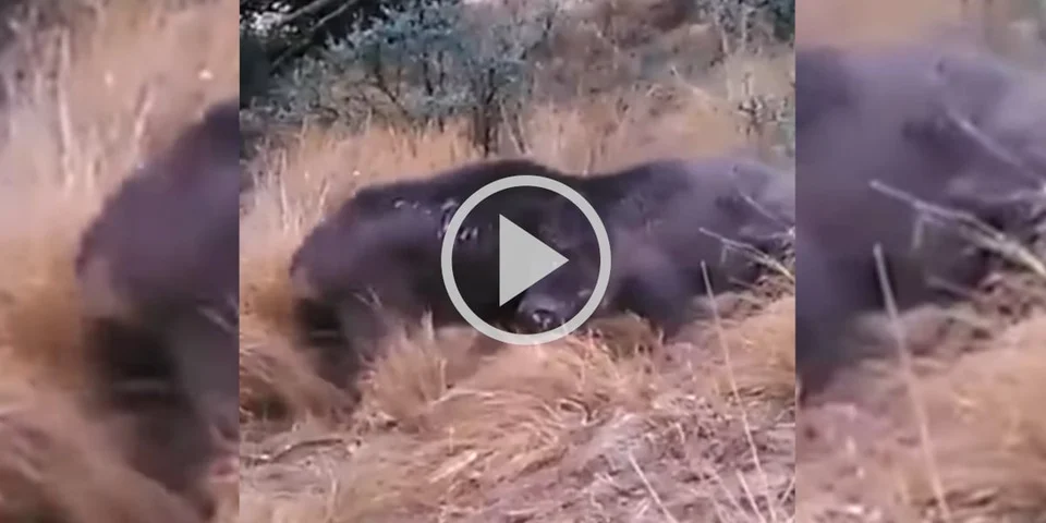 [Vidéo] Deux gros sangliers déchaînés s’affrontent dans un combat féroce