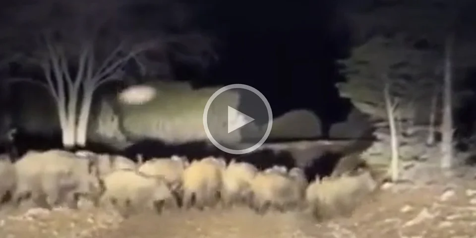 [Vidéo] Une grosse compagnie de sangliers traverse juste devant un 4×4