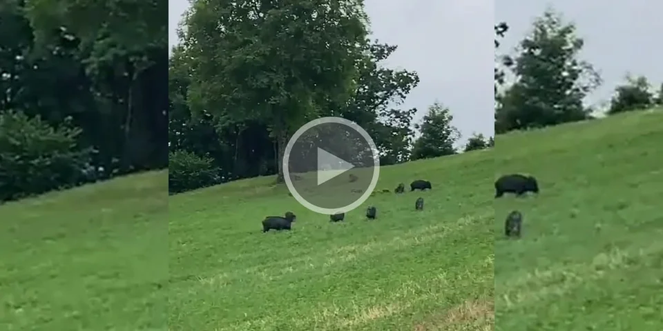 [Vidéo] Quand une compagnie de plus de 30 sangliers « s’occupe » d’un champ