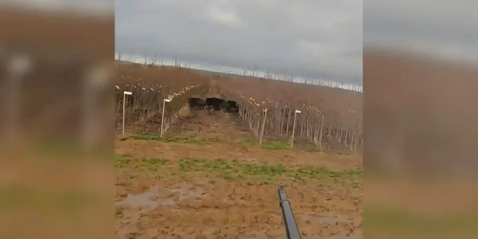 compagnie de sangliers chasse accompagnée