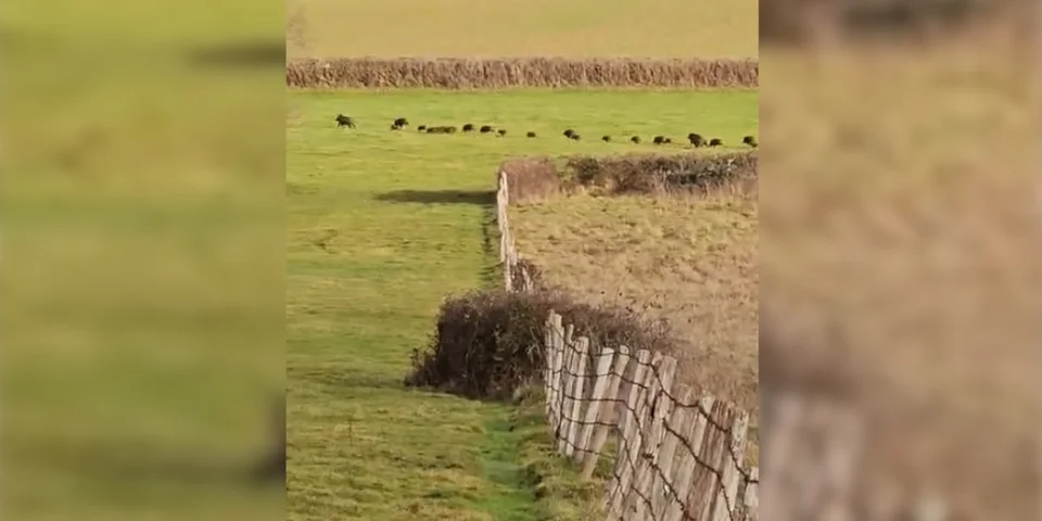 compagnie de sangliers dans la plaine