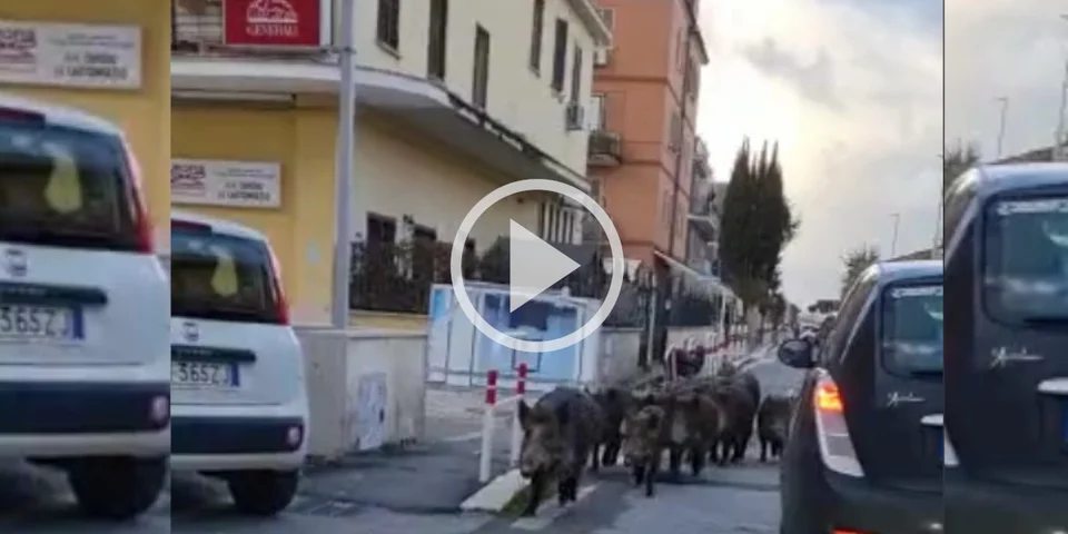 [Vidéo] Une compagnie de gros sangliers passe entre les voitures en pleine ville