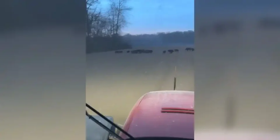 compagnie de sangliers devant le pulvérisateur