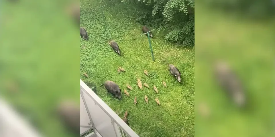 compagnie de sangliers en bas d'un immeuble