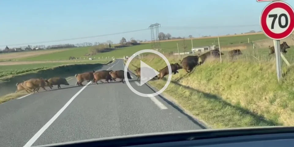 [Vidéo] Une compagnie de sangliers traverse une route en plein jour dans l’Essonne