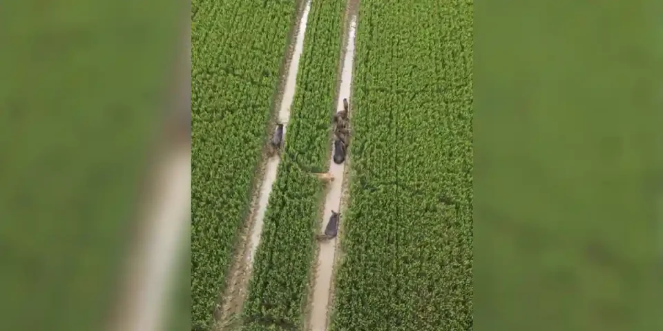 compagnie de sangliers vue de drone
