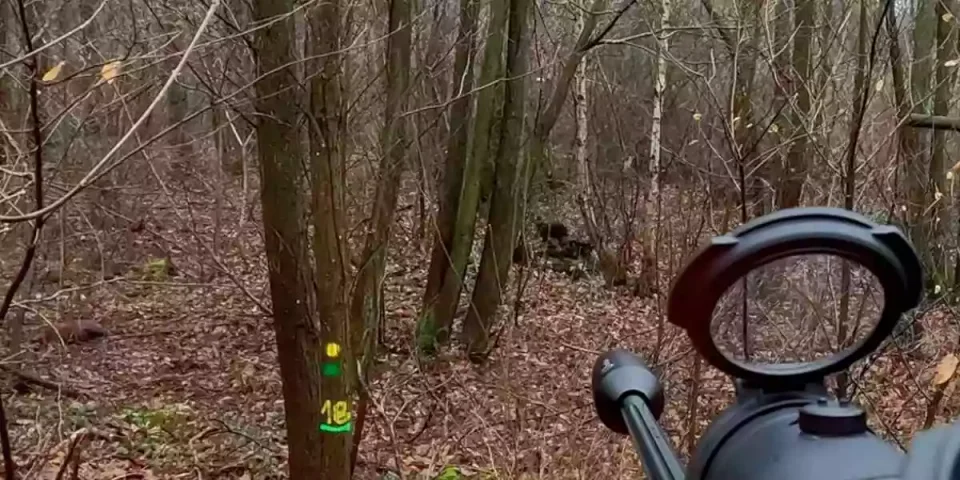 compilation 8 sangliers et 2 chevreuils