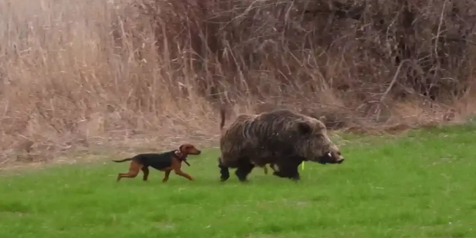compilation chasse Attila