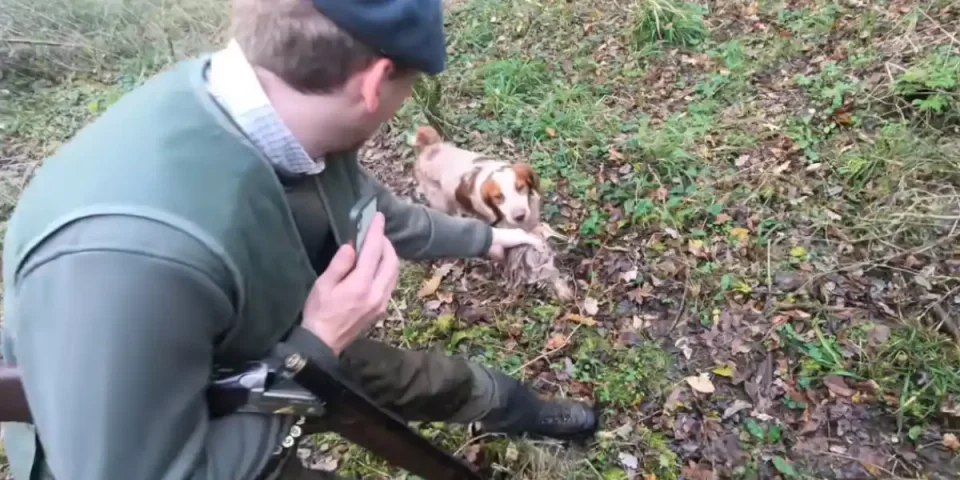 compilation chasse becasse
