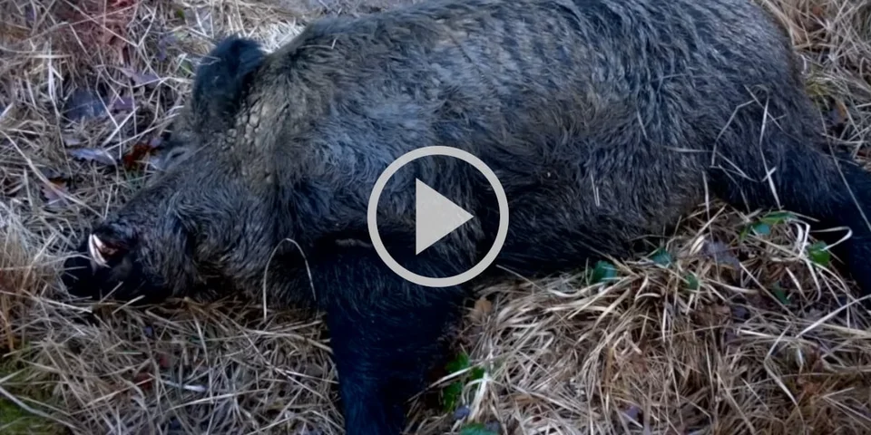 [Vidéo] Compilation de 15 tirs en battue avec de magnifiques prélèvements