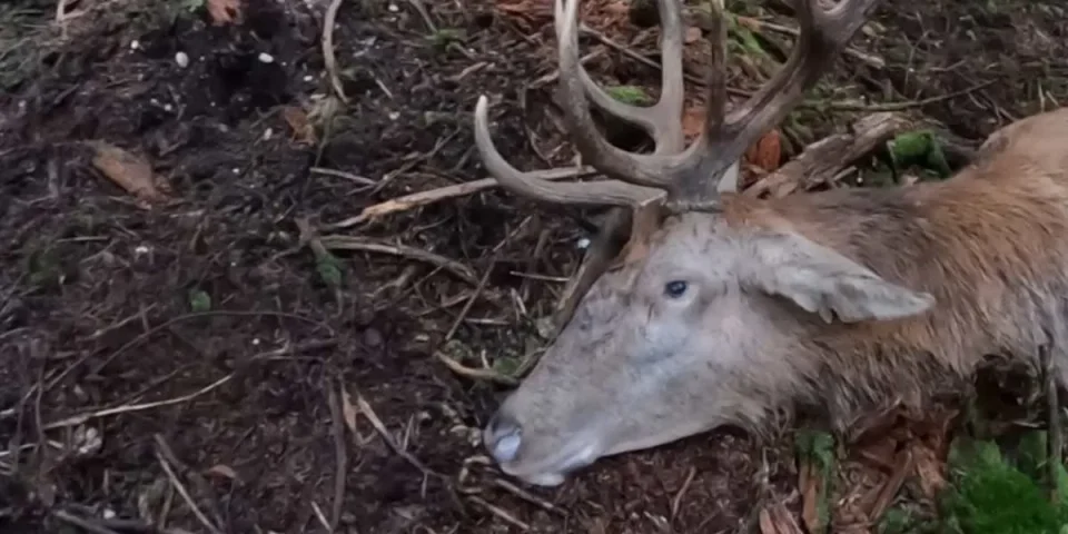 Compilation d'action de chasse au grand gibier