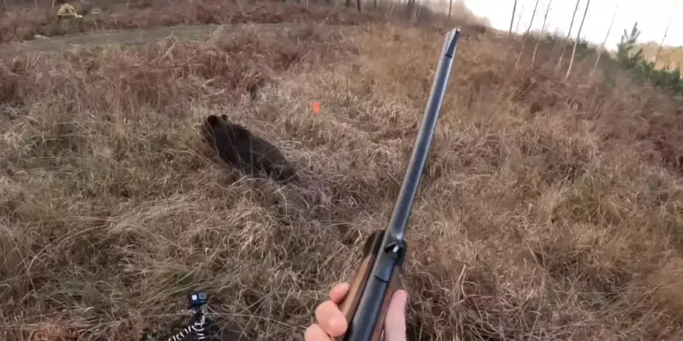 compilation sangliers en battue