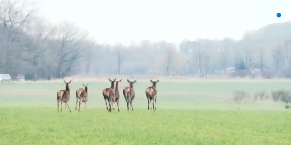 comptage des cervidés en Eure-et-Loir