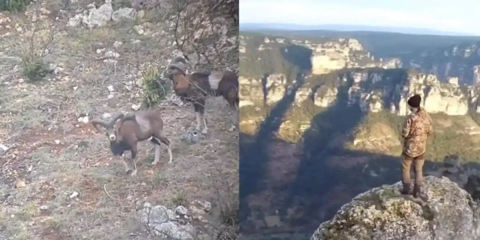 comptage des mouflons en Aveyron