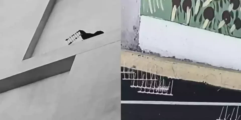 corvidés enlèvent les pics anti-pigeons
