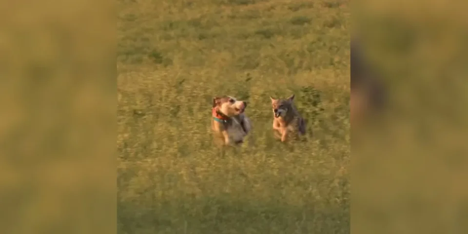 coyote vs chien de chasse