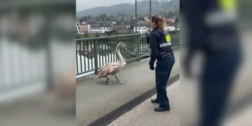 cygne police allemagne