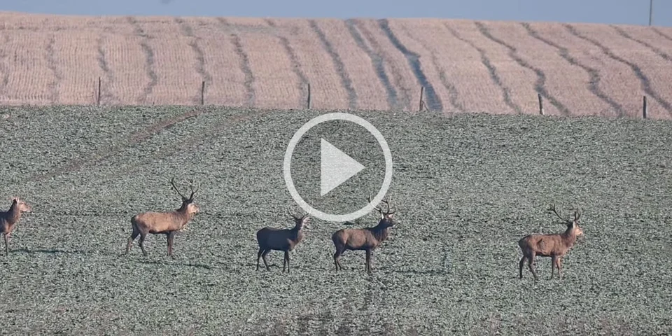 [Vidéo] De très beaux cerfs se promènent dans la plaine
