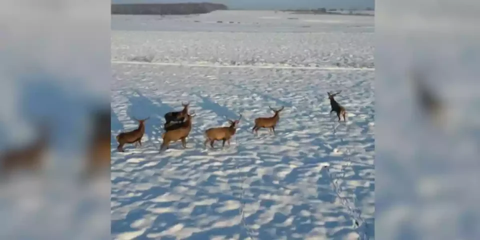 des-cerfs-suivisdes cerfs suivis par un drone-par-un-drone-compressed