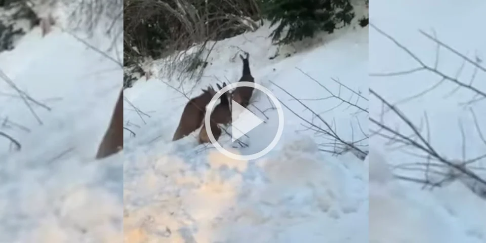 [Vidéo] Des cervidés se coincent dans la neige en voulant quitter une route