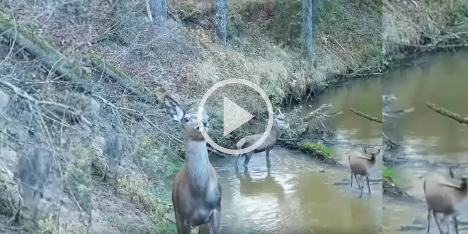 [Vidéo] Un piège photographique attise la curiosité d’une harde de cervidés