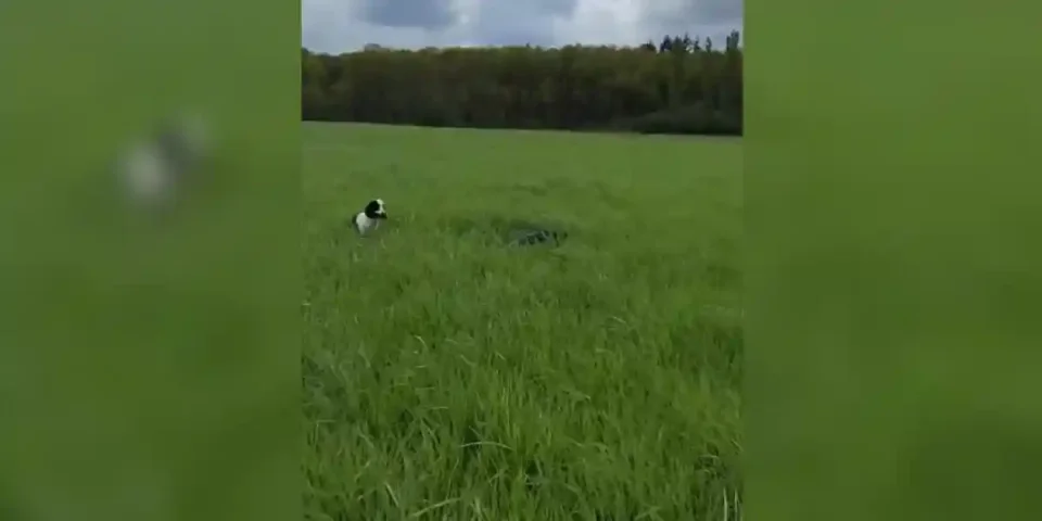 des chiens de chasse passent à côté d'un faisan