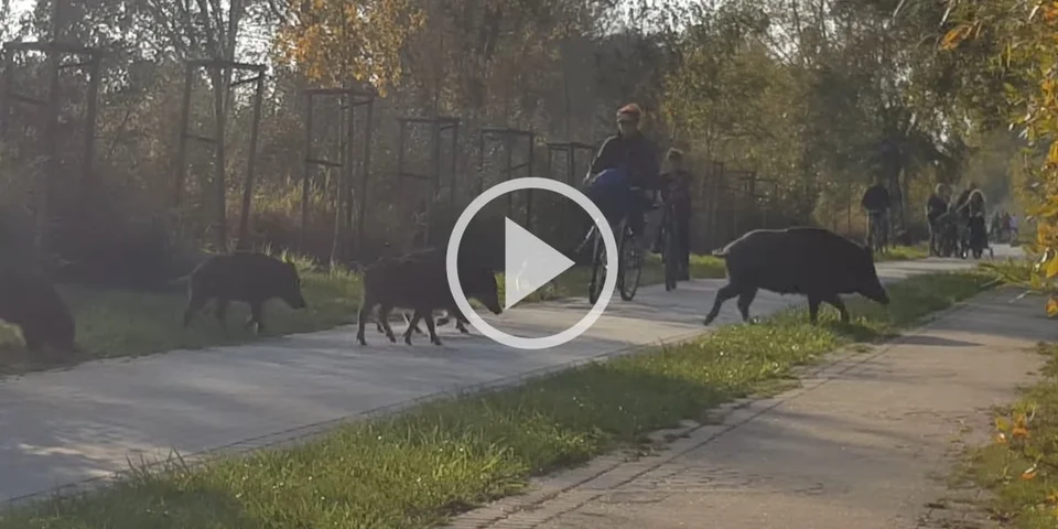 [Vidéo] Des cyclistes traversent une compagnie de sangliers avant que l’un deux ne charge