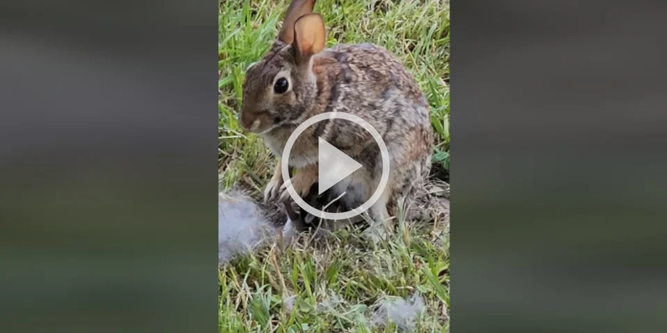[Vidéo] Des lapereaux allaités par leur mère en plein jour