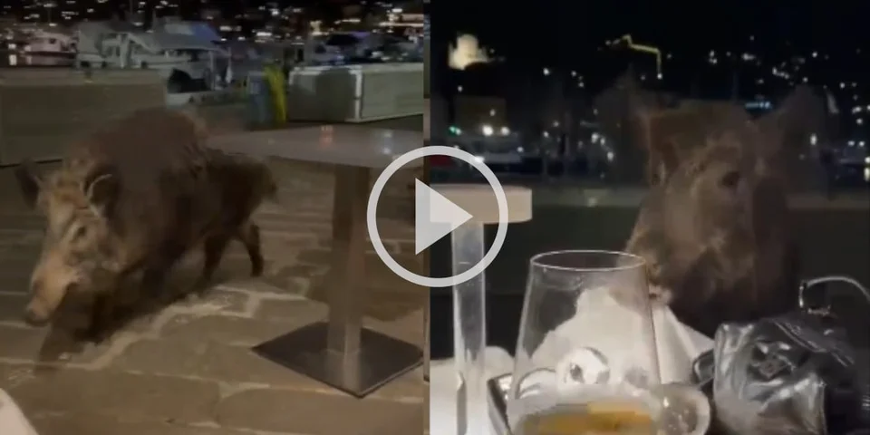 [Vidéo] Des sangliers ruinent une table de restaurant