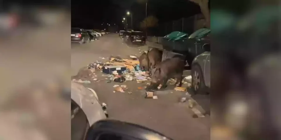 des sangliers dans les poubelles de Marseille