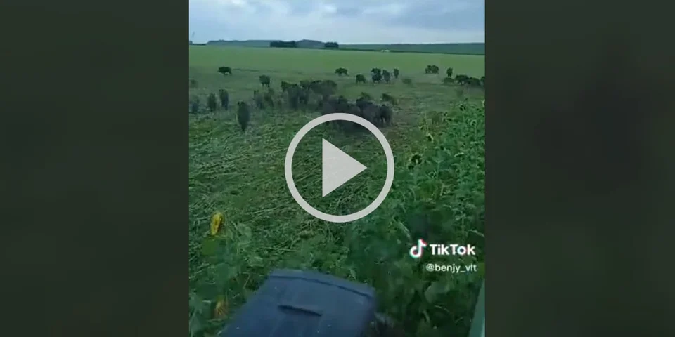 [Vidéo] Top 8 des compagnies de sangliers à ne pas manquer en 2023