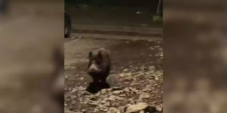 sangliers sur un parking