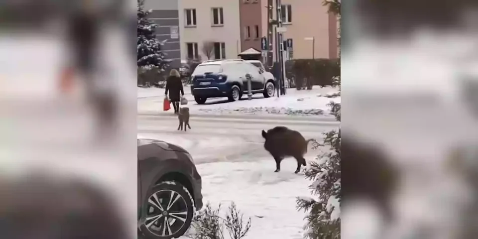 des sangliers tentent de voler les courses d'une dame