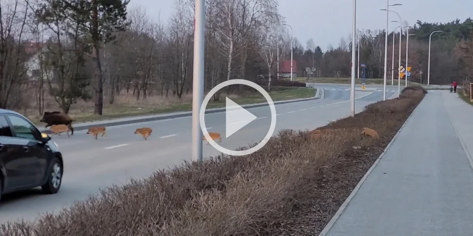 [Vidéo] Un automobiliste obligé de s’arrêter pour laisser traverser des sangliers
