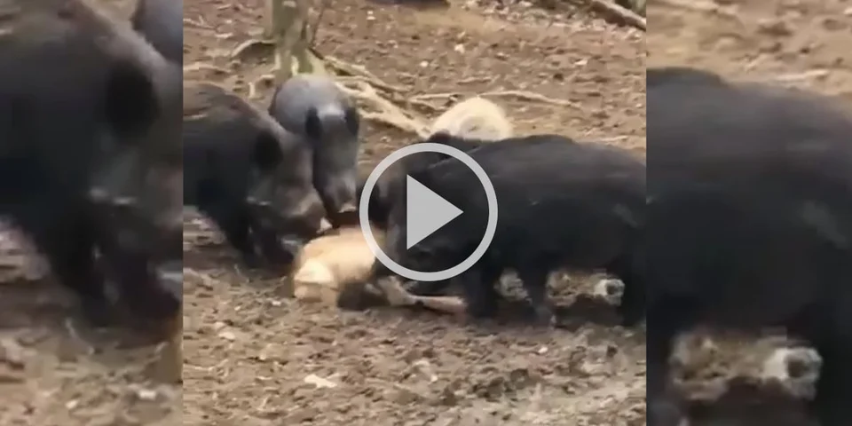 [Vidéo] La voracité des sangliers en images : ils dévorent littéralement un cervidé