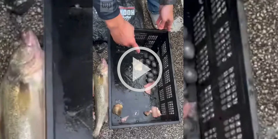 [Vidéo] L’organisateur d’un concours de pêche fait une étrange découverte dans les poissons de deux participants