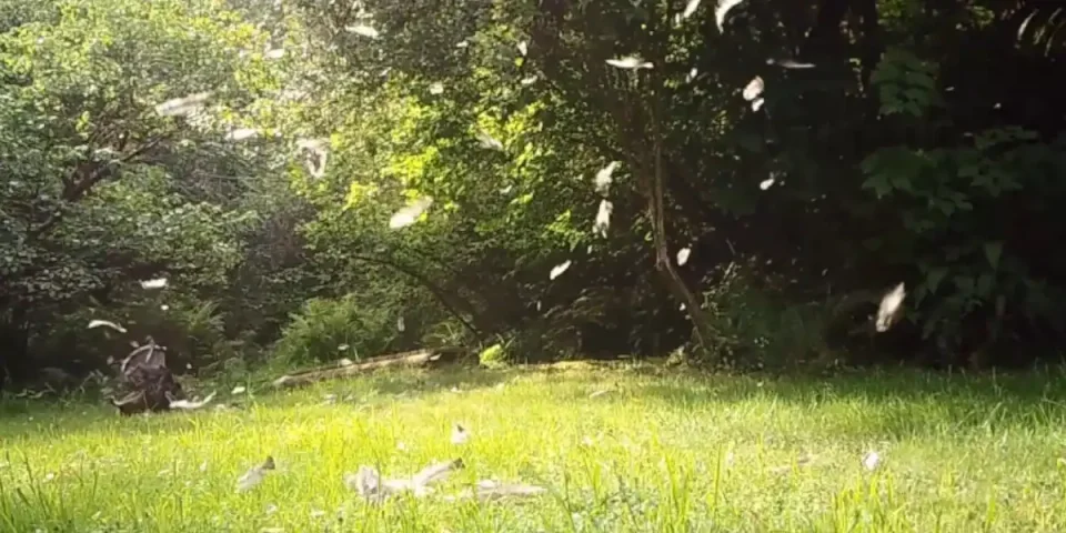 [Vidéo] L’impressionnante détente d’un lynx qui capture son repas du jour