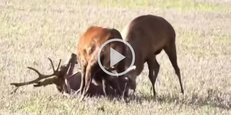 [Vidéo] Deux cerfs se déchainent sur un autre cerf coincé sur le sol
